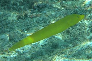 Cheilio inermis - Zigarren-Lippfisch